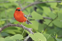 Foudia madagascariensis